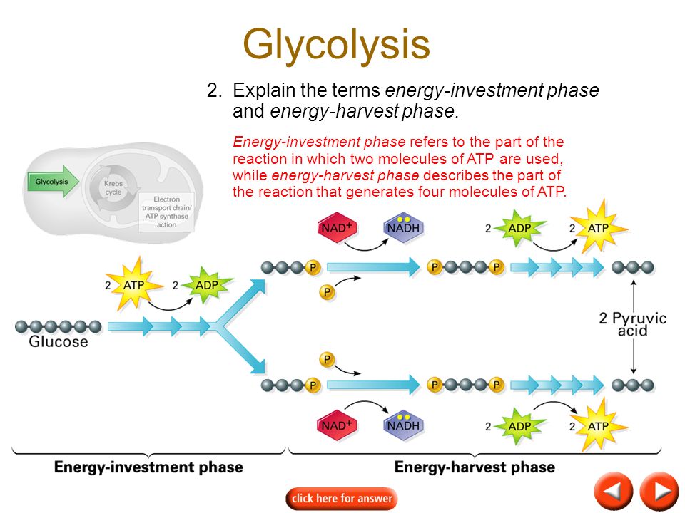 energy investment phase glycolysis